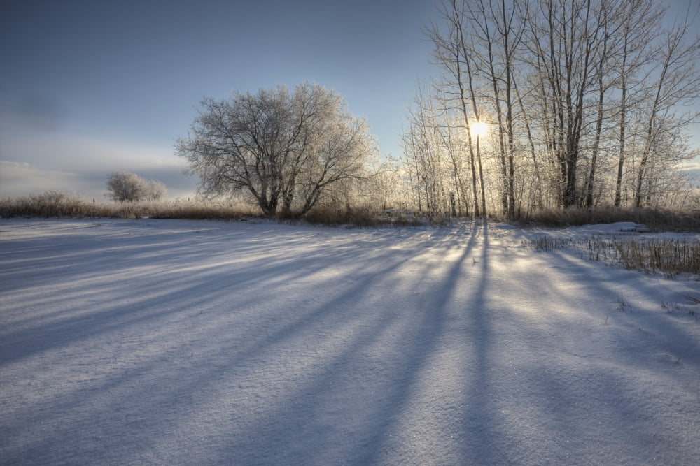 Sunlight Breaking Through Trees On Winter Afternoon Alberta Canvas Art - Dan Jurak Design Pics (17 x 11)