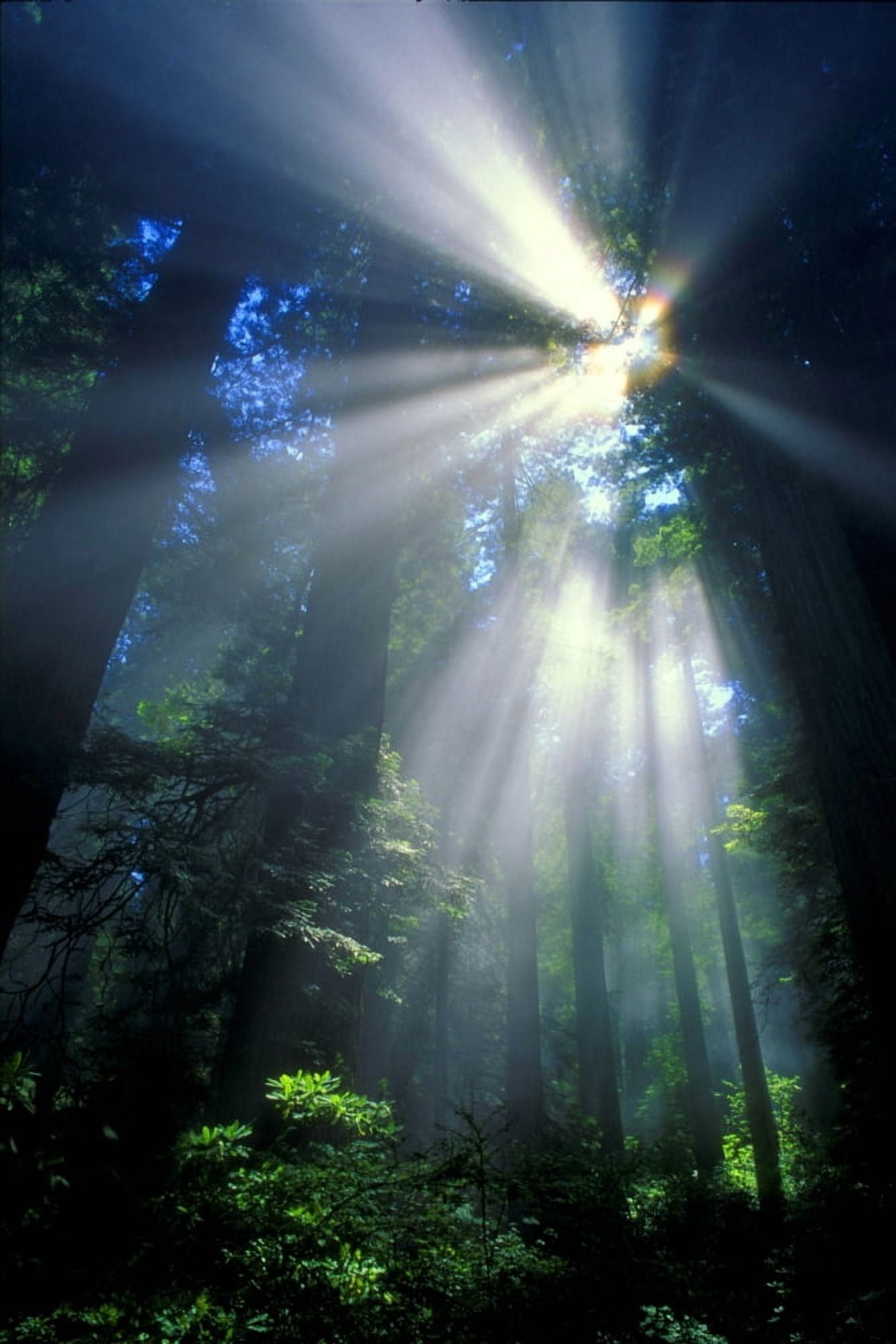 Sunlight Filtering Through Dense Forest Foliage Canvas Art - Don Hammond Design Pics (22 x 34)