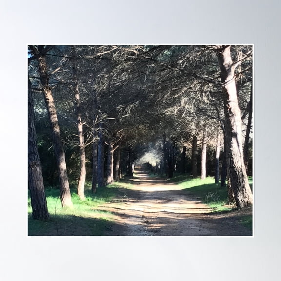 Sunlight Forest Path Poster Wall Art, Modern Wall Decor, 8x12 UNFRAMED