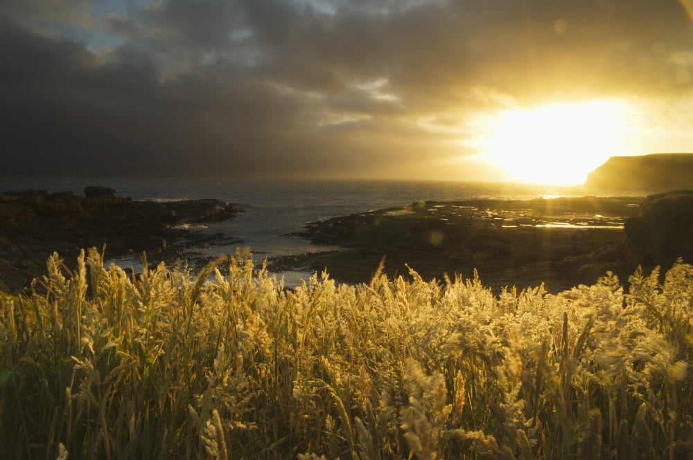 Sunlight Glowing At Sunset And Illuminating The Tall Grass At The Waters Edge Curio Bay South Island New Zealand Canvas Art - David DuChemin Design Pics (19 x 12)