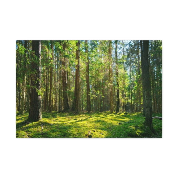 Sunlight Green Forest Tree Nature Wilderness Photography Canvas Wall Art for Home Decor Ready-to-Hang