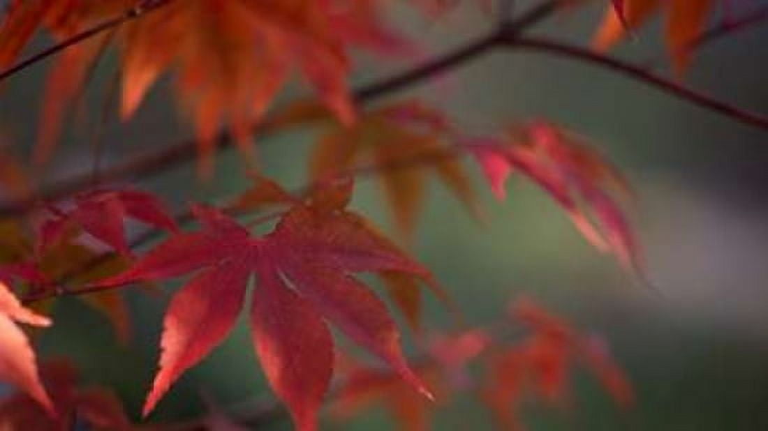Sunlight Maple I Canvas Art - Rita Crane (24 x 36)