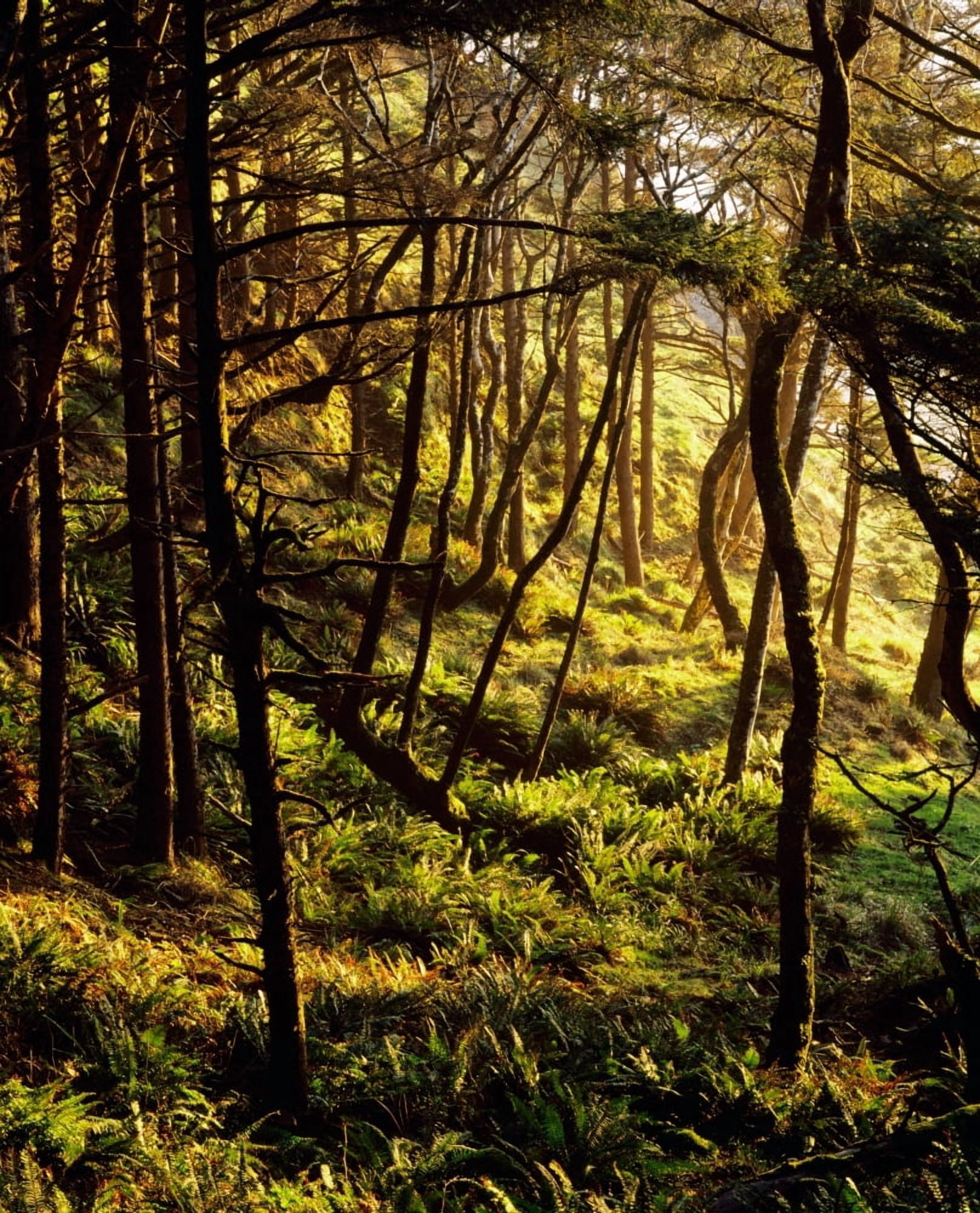 Sunlight On Fern Plants Growing In Forest Canvas Art - Panoramic Images (28 x 22)