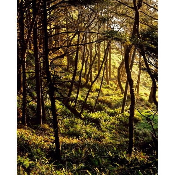 Sunlight On Fern Plants Growing in Forest Poster Print, 14 x 11