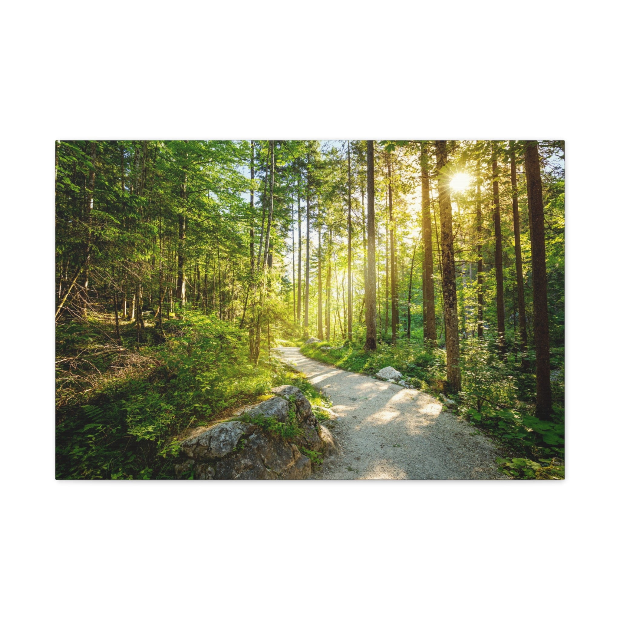 Sunlight Passing Through Green Forest Path Nature Wilderness ...
