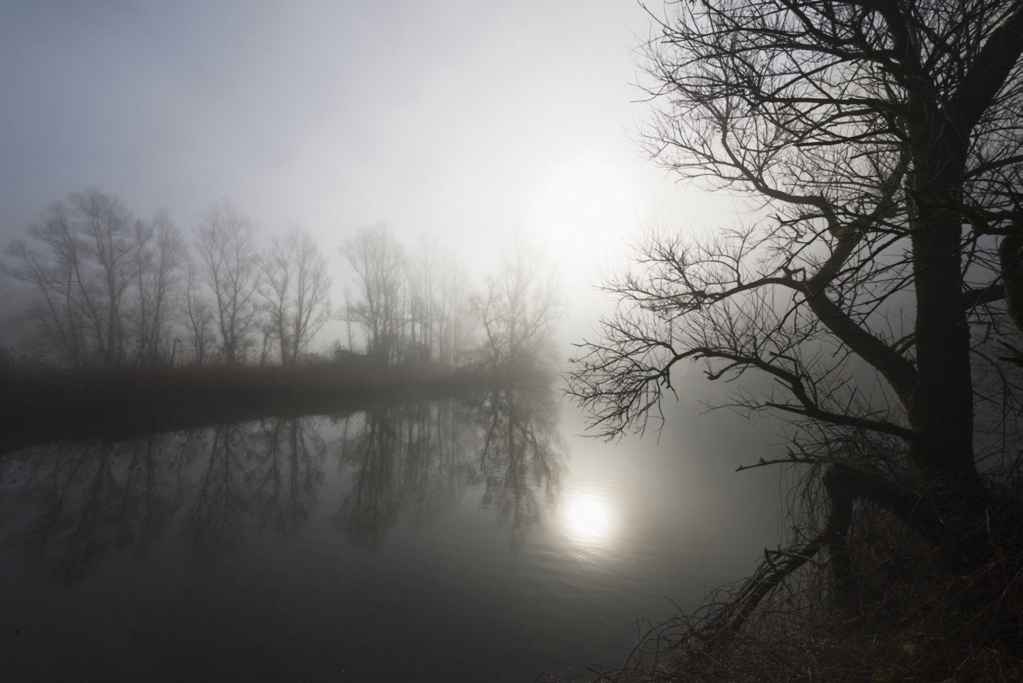 Sunlight Reflecting On Tranquil Water In The Fog With Silhouettes Of Trees On The Shoreline Locarno Ticino Switzerland Canvas Art - Mats Silvan Design Pics (18 x 12)