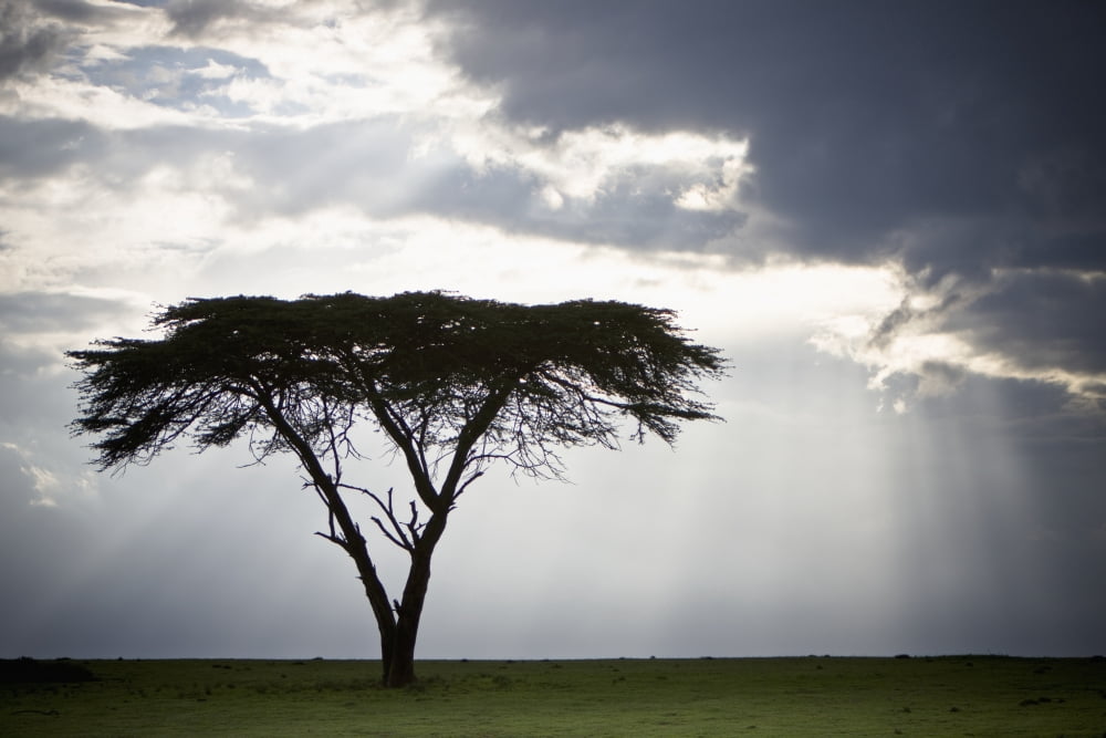 Sunlight Shining Through The Dark Clouds And A Lone Tree In A Field Kenya Africa Canvas Art - David DuChemin Design Pics (19 x 12)