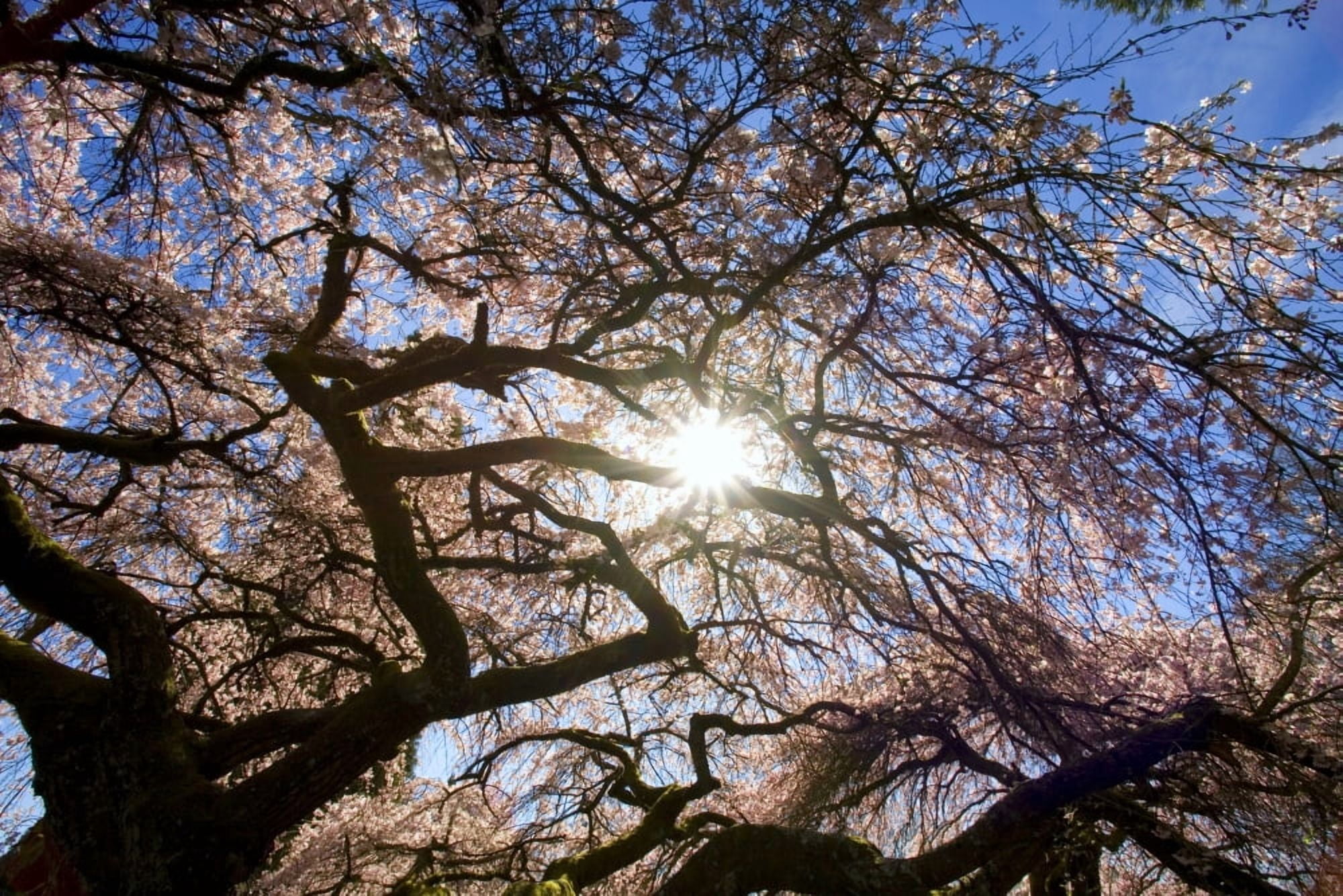 Sunlight Shining Through Tree Branches Canvas Art - Craig Tuttle Design Pics (17 x 11)