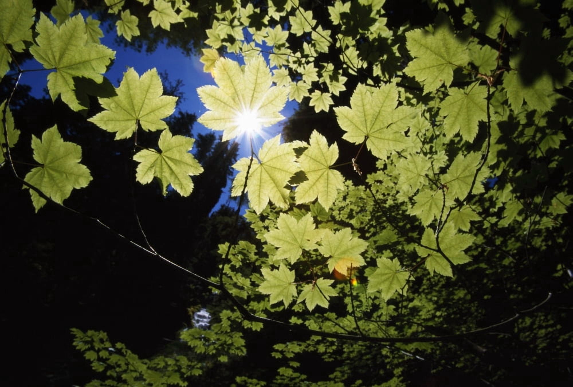 Sunlight Through Maple Leaves Canvas Art - Natural Selection Craig Tuttle Design Pics (18 x 12)