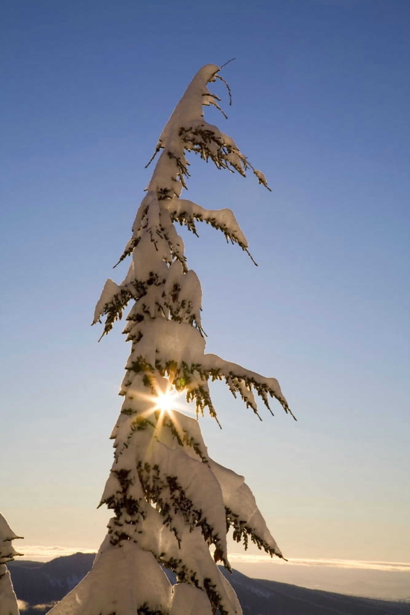 Sunlight Through Snow-Covered Tree Cascades Mountains Oregon United States Of America Canvas Art - Craig Tuttle Design Pics (11 x 17)