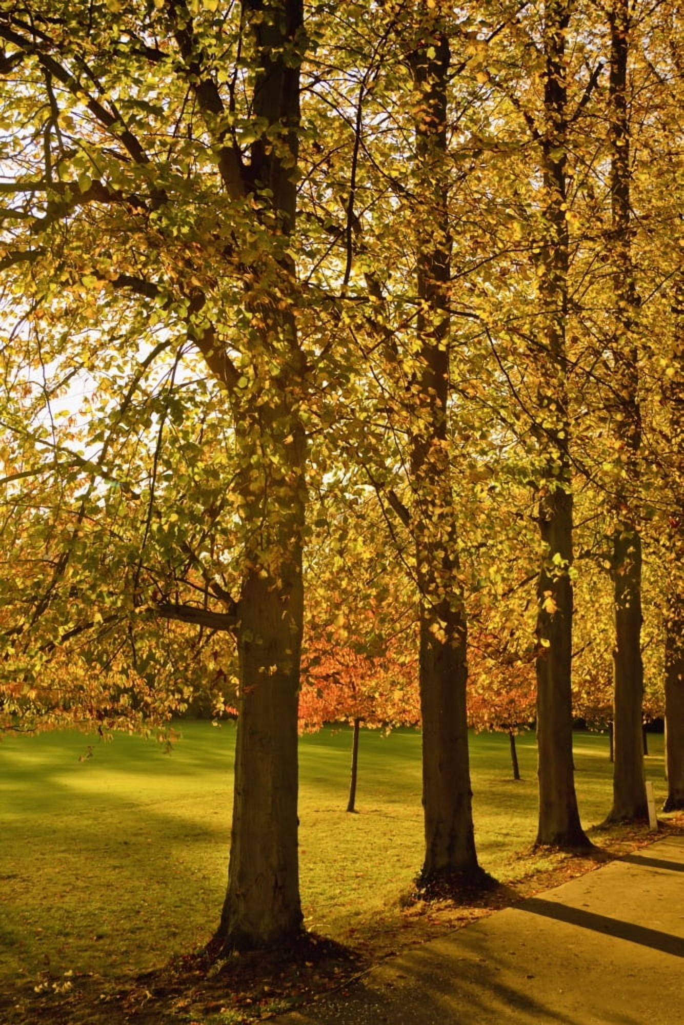 Sunlight Through The Trees In Autumn Cambridge England Canvas Art - Kristi Ewert Design Pics (12 x 19)
