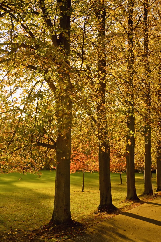 Sunlight Through The Trees In Autumn Cambridge England Canvas Art - Kristi Ewert Design Pics (24 x 38)