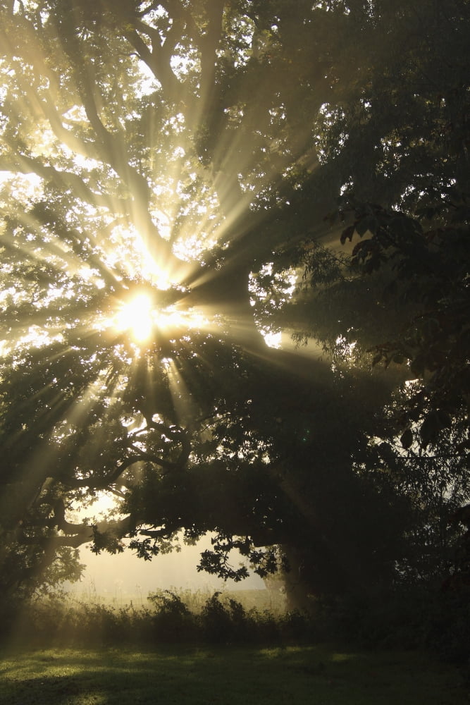 Sunlight Through Tree Cahir County Tipperary Ireland Canvas Art - Trish Punch Design Pics (12 x 19)