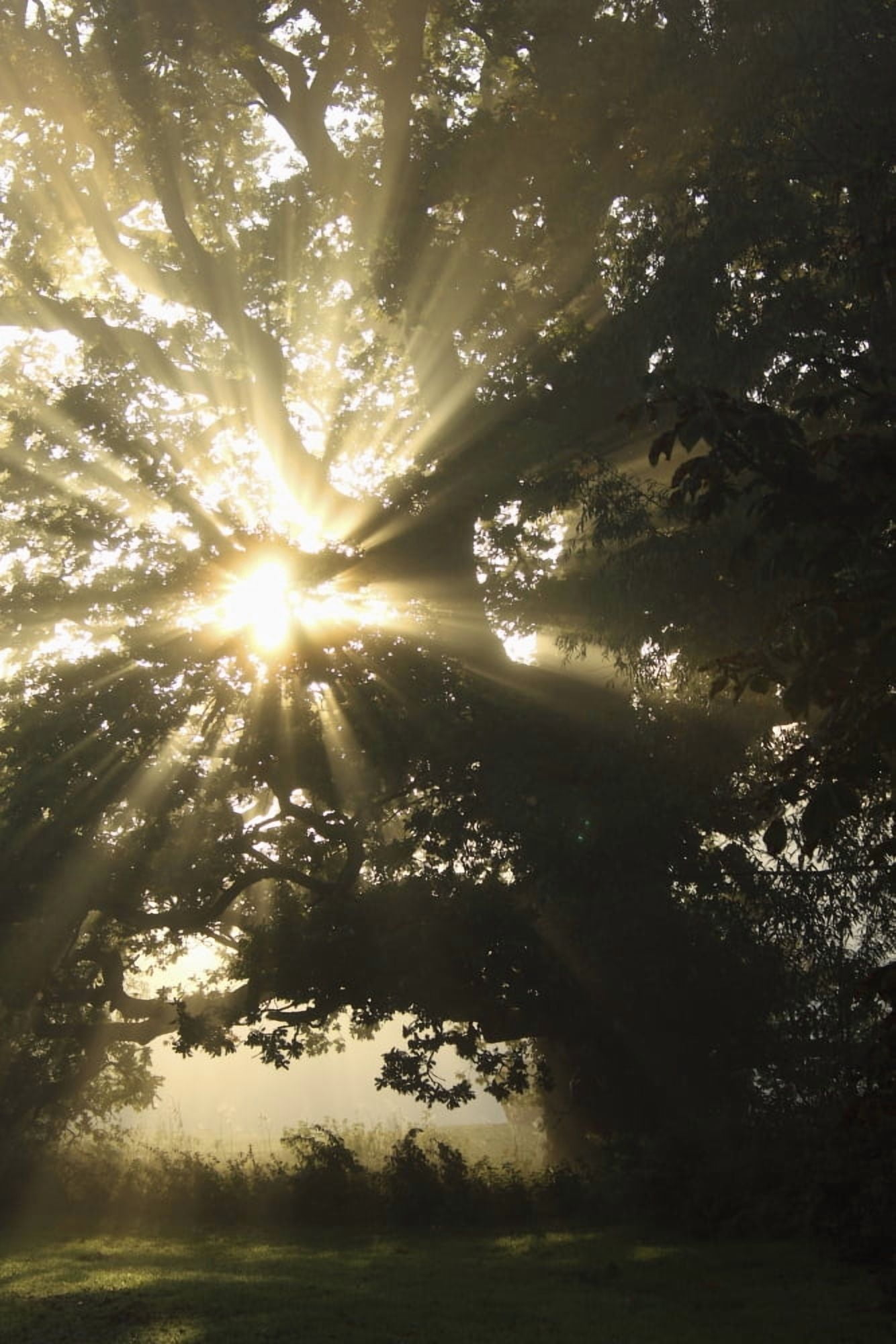 Sunlight Through Tree Cahir County Tipperary Ireland Canvas Art - Trish Punch  Design Pics (24 x 38)