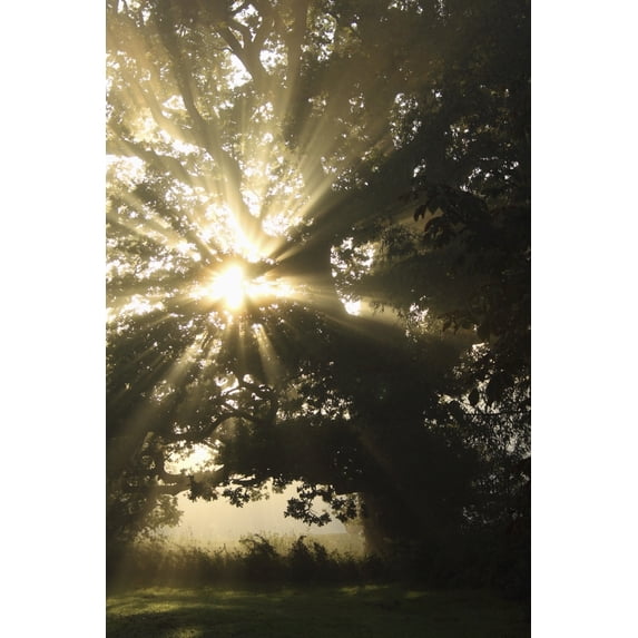 Sunlight Through Tree; Cahir, County Tipperary, Ireland Poster Print (24 x 38)