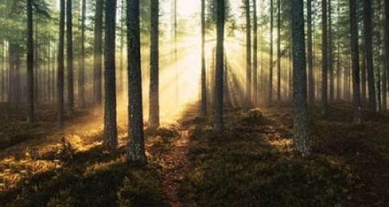 Sunlight Through Trees Canvas Art - Andreas Stridsberg (24 x 36)