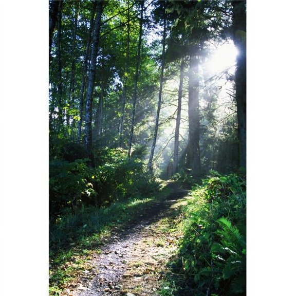 Sunlight Through Trees Ecola State Park Oregon USA Poster Print by Natural Selection Craig Tuttle - 12 x 18