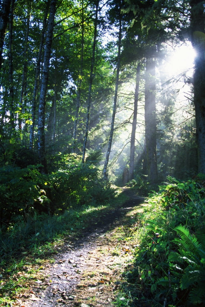 Sunlight Through Trees Ecola State Park Oregon Usa Canvas Art - Natural Selection Craig Tuttle Design Pics (24 x 36)