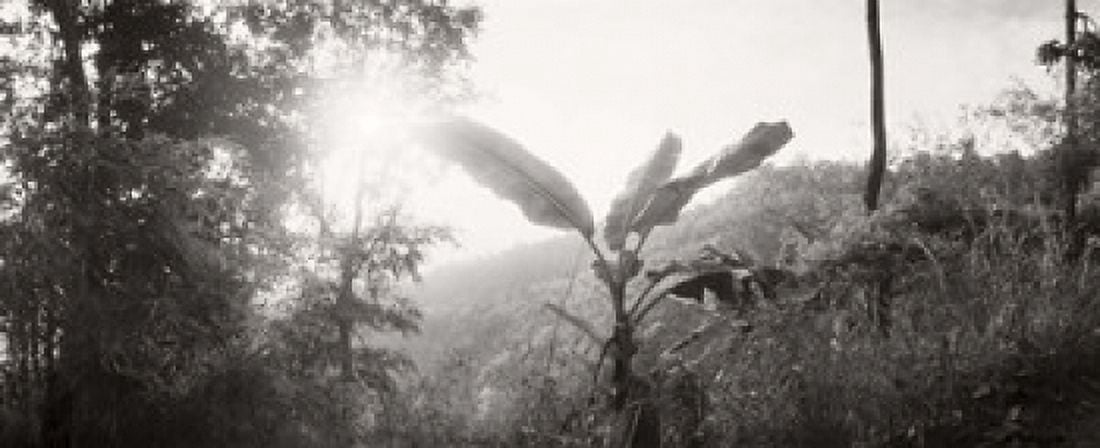 Sunlight coming through the trees in a forest Chiang Mai Province Thailand Canvas Art - Panoramic Images (15 x 6)