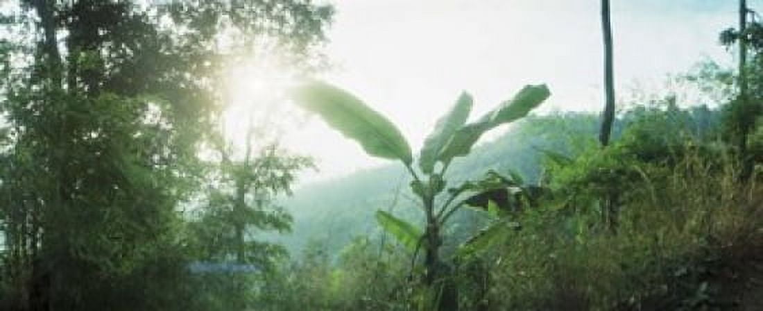 Sunlight coming through the trees in a forest Chiang Mai Province Thailand Canvas Art - Panoramic Images (15 x 6)