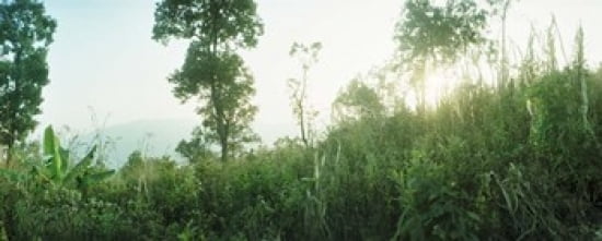 Sunlight coming through the trees in a forest Chiang Mai Province Thailand Canvas Art - Panoramic Images (30 x 12)