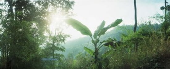 Sunlight coming through the trees in a forest Chiang Mai Province Thailand Canvas Art - Panoramic Images (30 x 13)
