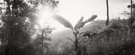 Sunlight coming through the trees in a forest Chiang Mai Province Thailand Canvas Art - Panoramic Images (30 x 13)