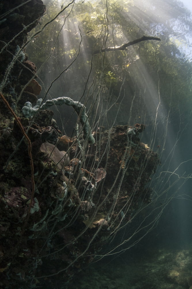 Sunlight descends underwater and over a set of whip corals Canvas Art - Ethan DanielsStocktrek Images (12 x 17)