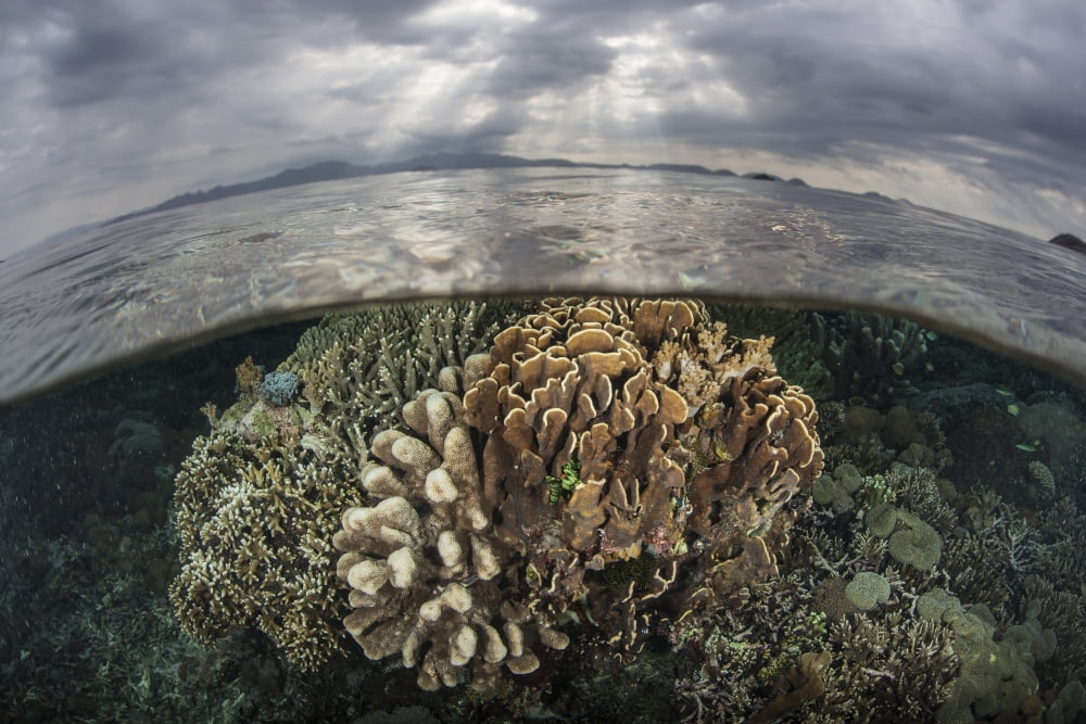 Sunlight falls on a beautiful reef in Komodo National Park Canvas Art - Ethan DanielsStocktrek Images (17 x 12)