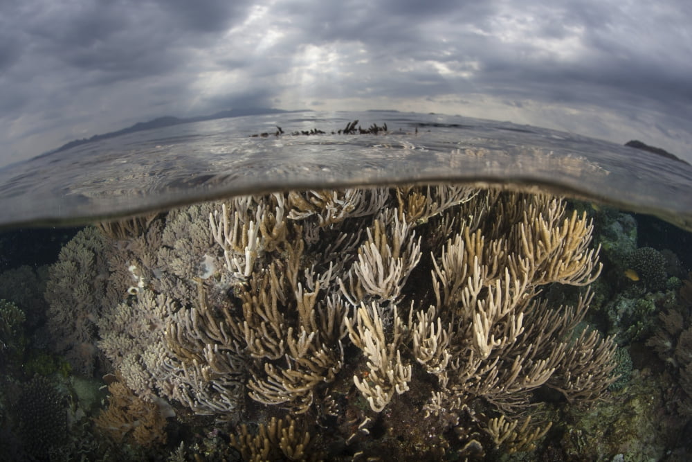 Sunlight falls on a beautiful reef in Komodo National Park Canvas Art - Ethan DanielsStocktrek Images (34 x 23)