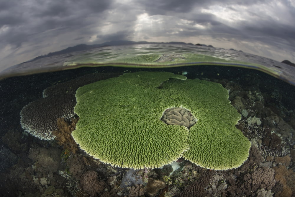Sunlight falls on a beautiful reef in Komodo National Park Canvas Art - Ethan DanielsStocktrek Images (34 x 23)