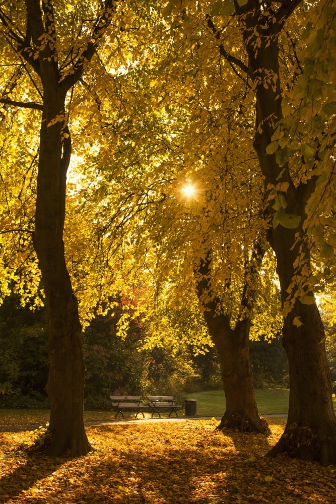 Sunlight glowing through the leaves of trees in autumn coloursGateshead tyne and wear england Canvas Art - John Short Design Pics (12 x 19)