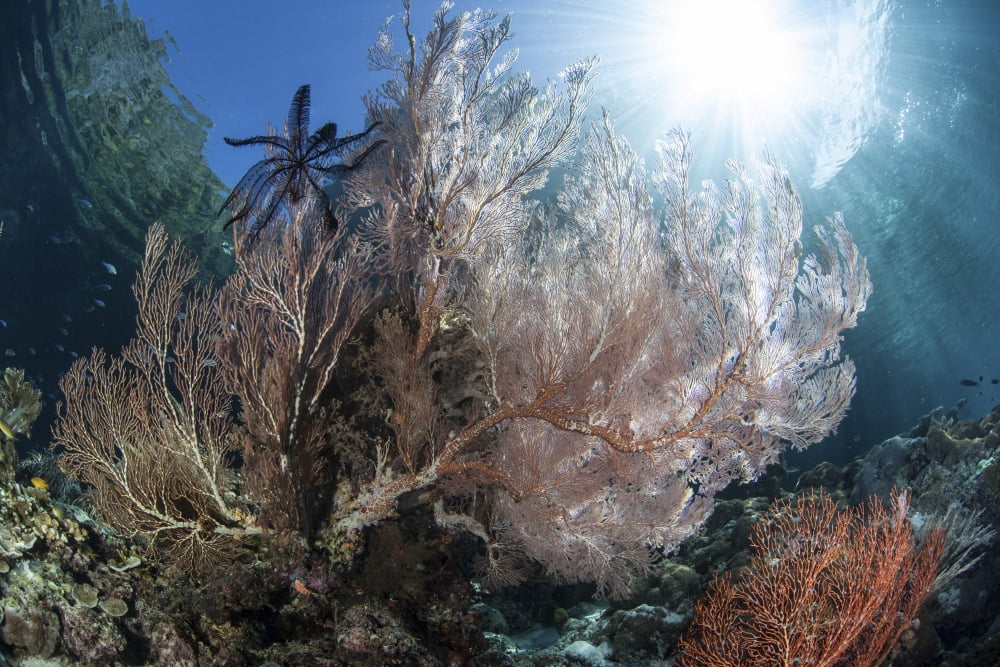 Sunlight illuminates a large gorgonian growing on a reef in Raja Ampat Canvas Art - Ethan DanielsStocktrek Images (17 x 12)
