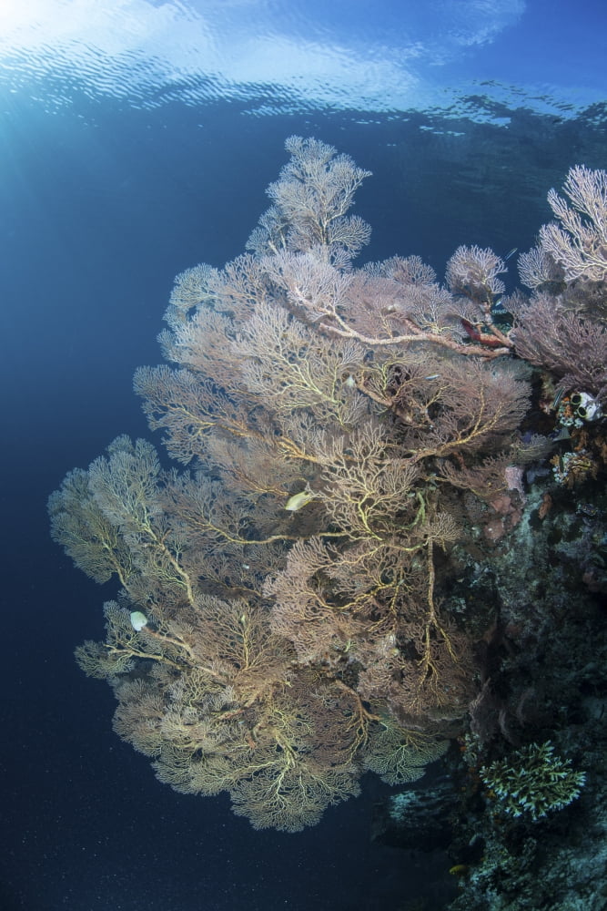 Sunlight illuminates a large gorgonian growing on a reef in Raja Ampat Canvas Art - Ethan DanielsStocktrek Images (23 x 34)
