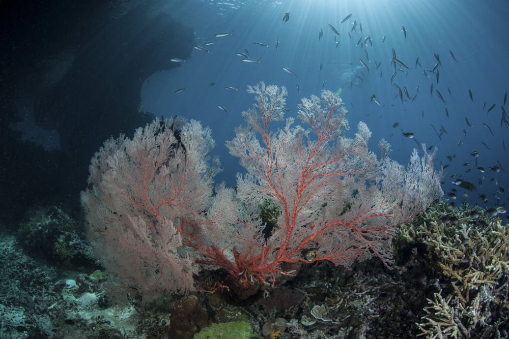 Sunlight illuminates a large gorgonian growing on a reef in Raja Ampat Canvas Art - Ethan DanielsStocktrek Images (34 x 23)