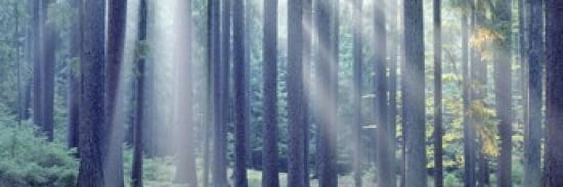 Sunlight passing through trees in the forest South Bohemia Czech Republic Canvas Art - Panoramic Images (18 x 6)