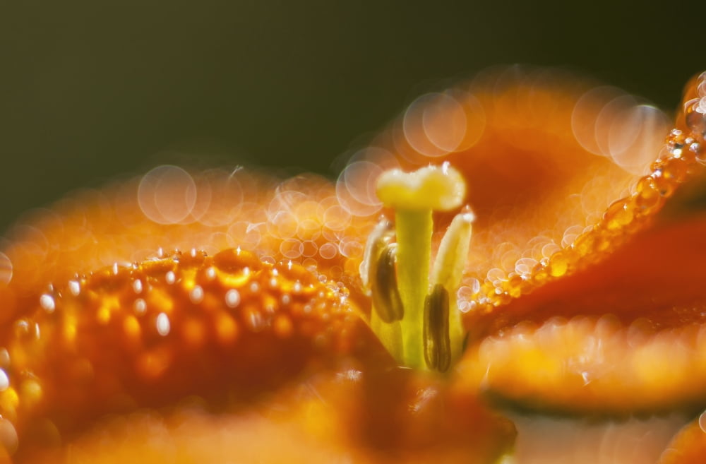 Sunlight reflects from morning dew on a flower Astoria Oregon United States of America Canvas Art - Robert L Potts  Design Pics (19 x 12)