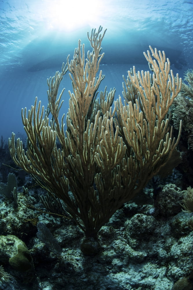 Sunlight shines down on a gorgonian in the Caribbean Sea Canvas Art - Ethan DanielsStocktrek Images (23 x 34)