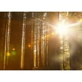 thumbnail image 1 of Sunlight shining brightly through the trees in a forest at Red Willow Park: Surrey; British Columbia Canada by LJM Photo / Design Pics (18, 1 of 3