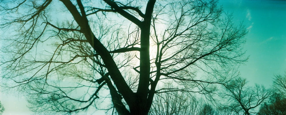 Sunlight shining through a bare tree Prospect Park Brooklyn Manhattan New York City New York State USA Canvas Art - Panoramic Images (27 x 9)