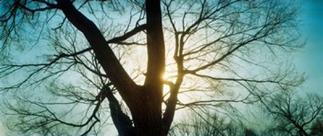 Sunlight shining through a bare tree Prospect Park Brooklyn Manhattan New York City New York State USA Canvas Art - Panoramic Images (30 x 13)