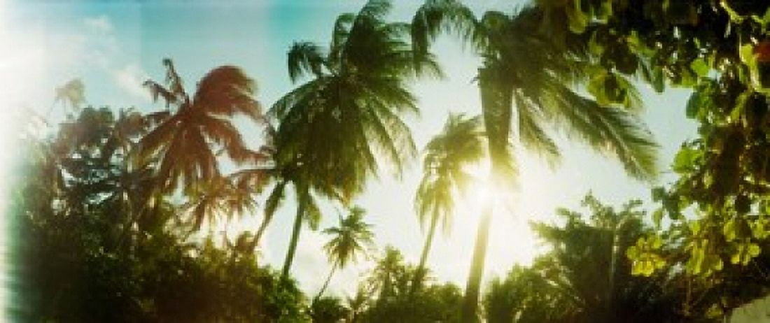Sunlight shining through the palm trees Morro De Sao Paulo Tinhare Cairu Bahia Brazil Canvas Art - Panoramic Images (30 x 13)