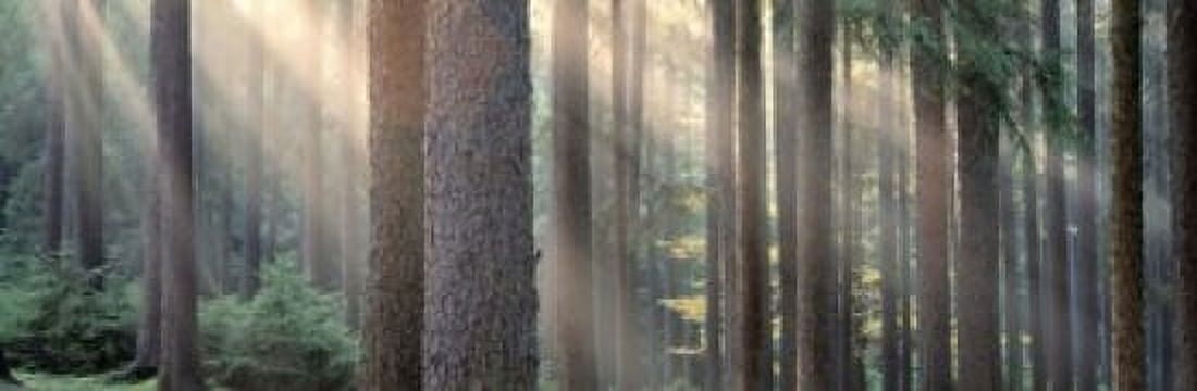 Sunlight shining through trees in a forest South Bohemia Czech Republic Canvas Art - Panoramic Images (18 x 6)