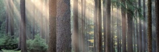 Sunlight shining through trees in a forest South Bohemia Czech Republic Canvas Art - Panoramic Images (36 x 12)