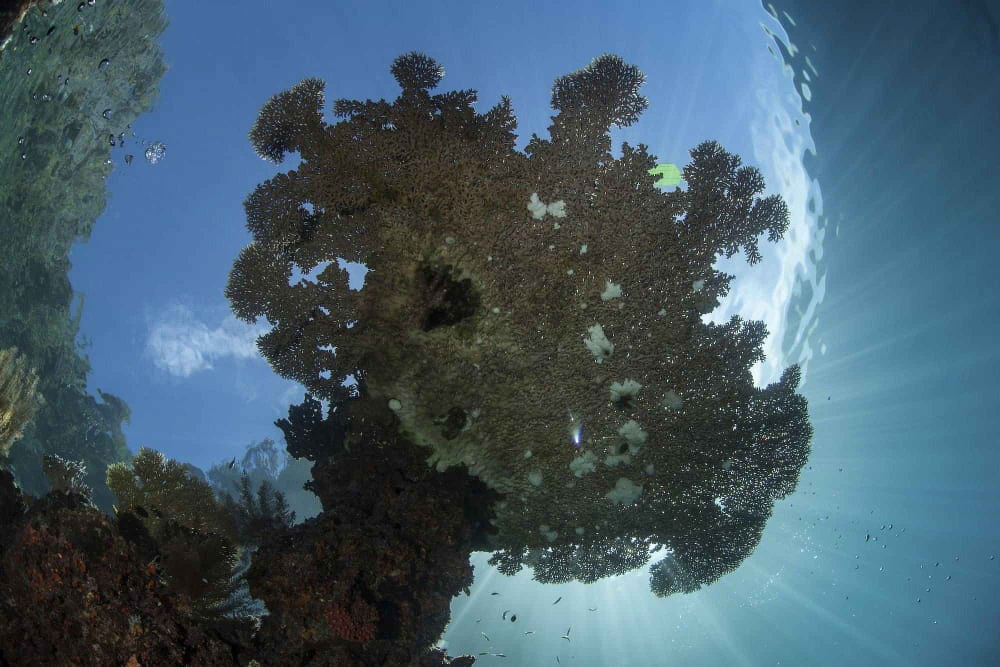 Sunlight silhouettes a table coral in Raja Ampat Indonesia Canvas Art - Ethan DanielsStocktrek Images (17 x 12)