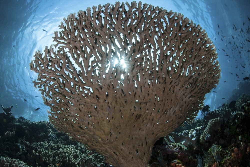 Sunlight sparkles through a table coral in Indonesia Canvas Art - Ethan DanielsStocktrek Images (17 x 12)