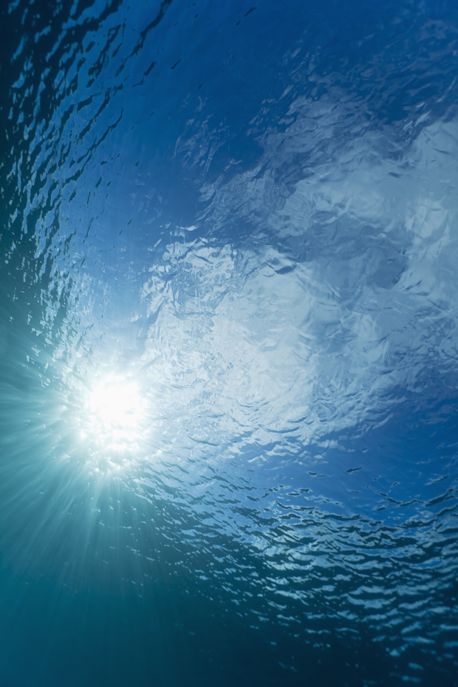 Sunlight streaming through the surface of the Pacific Ocean Canvas Art - Dave Fleetham Design Pics (12 x 19)