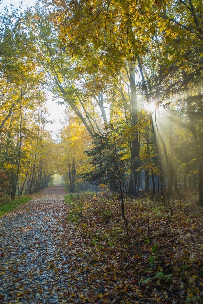 Sunlight streaming through the trees along a path covered in fallen leaves in autumnLac brome quebec canada Canvas Art - Jacques Laurent Design Pics (24 x 38)