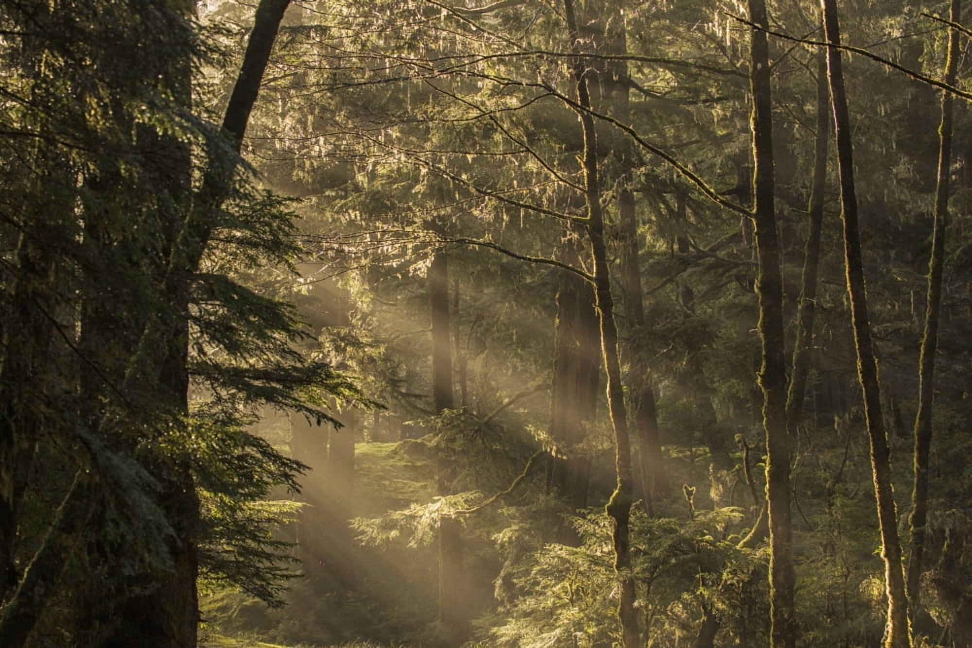 Sunlight streams through the rainforest of Naikoon Provincial Park which is on Haida Gwaii British Columbia United States of America Canvas Art - Robert Postma Design Pics (19 x 12)
