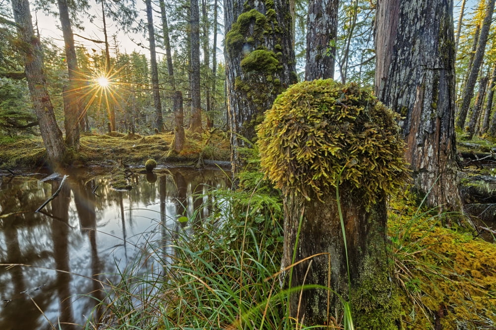 Sunlight streams through the rainforest of Naikoon Provincial Park which is on Haida Gwaii British Columbia United States of America Canvas Art - Robert Postma Design Pics (38 x 24)